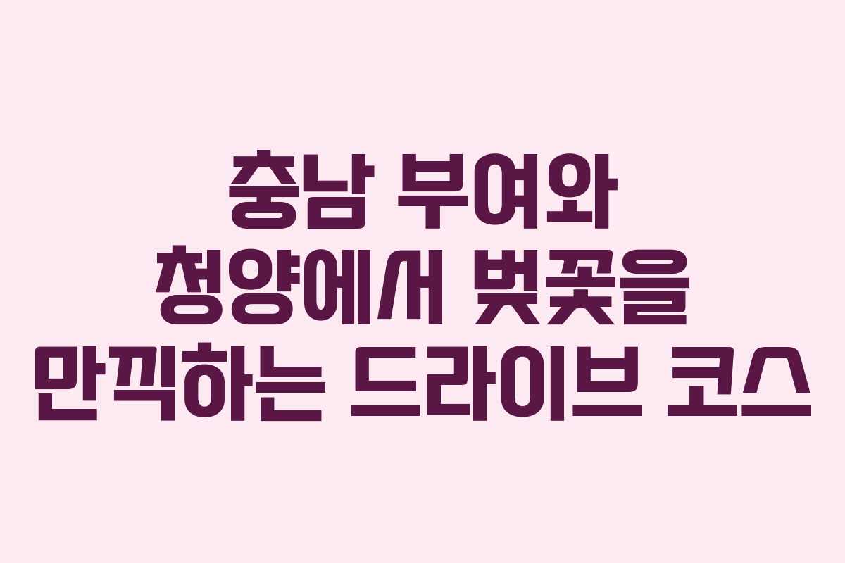 충남 부여와 청양에서 벚꽃을 만끽하는 드라이브 코스